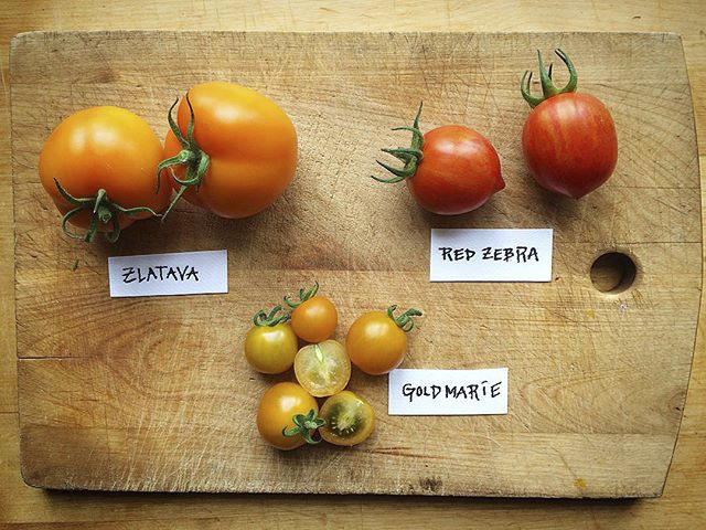 tomaattilajikkeet