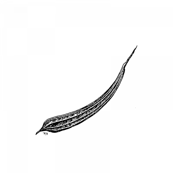 1010_pesusienikurkku