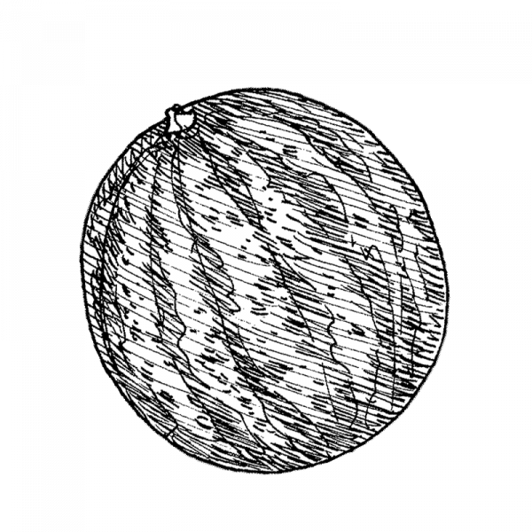 1048_vesimeloni_sugar_baby