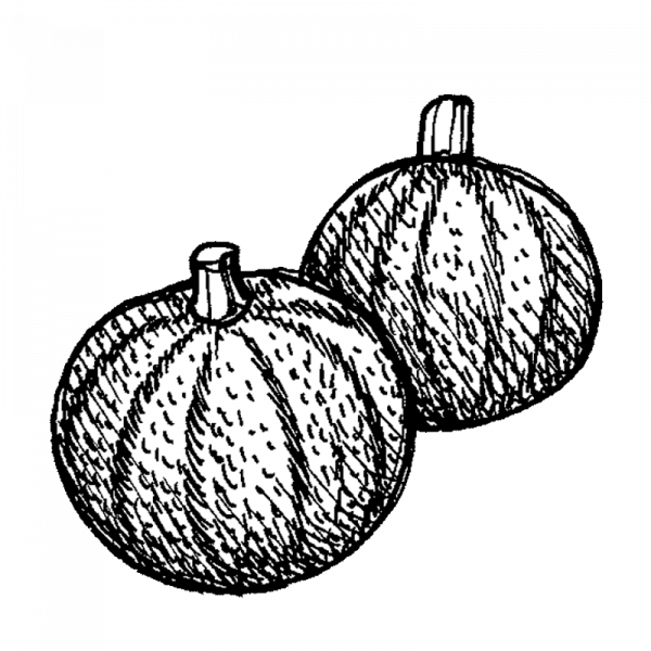 1152_oljysiemenkurpitsa_retzer