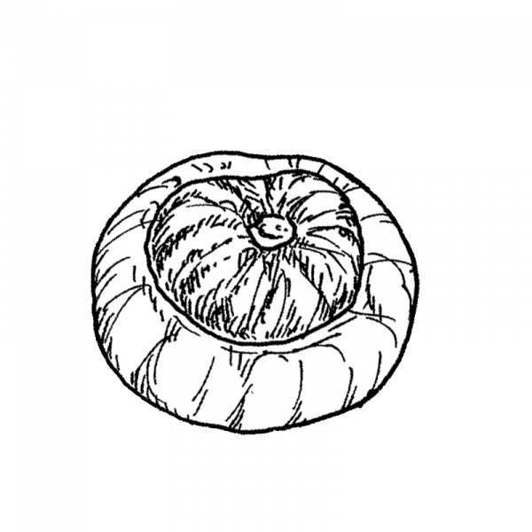 1717_turbaanikurpitsa