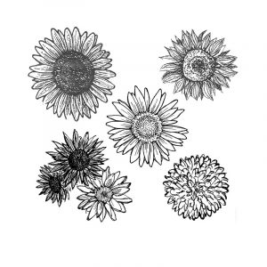 3189_auringonkukka_lajitelma