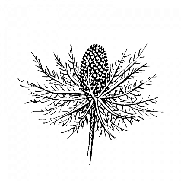 3075_alppipiikkiputki