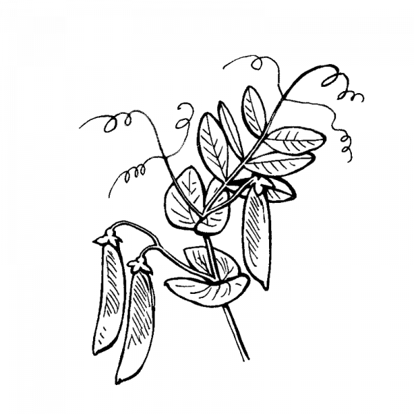 1243_herne_sugar_snap