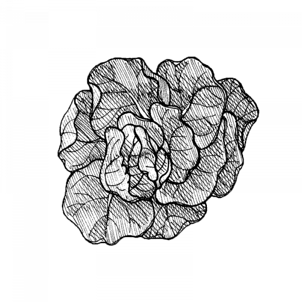 1059_1629_1899_1939_1940_kerasalaatti