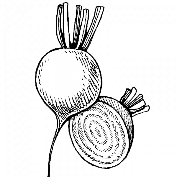 1698_Keltajuurikas_Golden