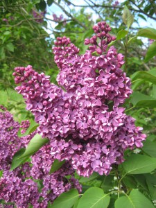 ’Annala’-jalosyreeni /Satu Tegel