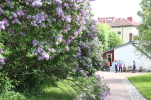 IMG_2552.JPGTaimitori Tynys