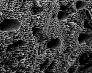 BIOCHAR / Pete Brownsort