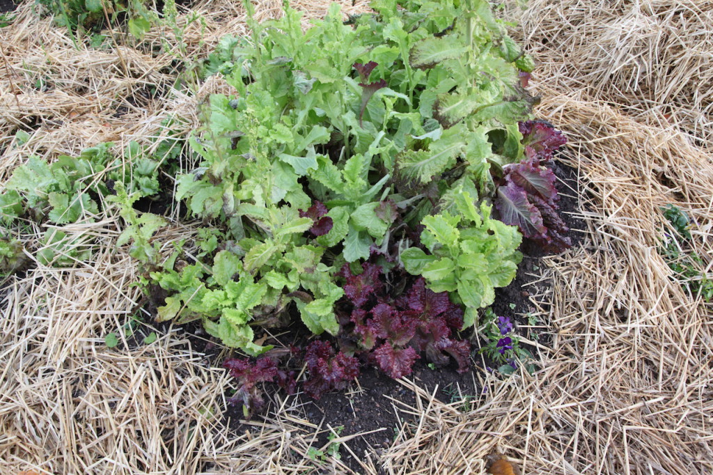 Eloperäinen kate on synteettistä katetta parempi valinta.