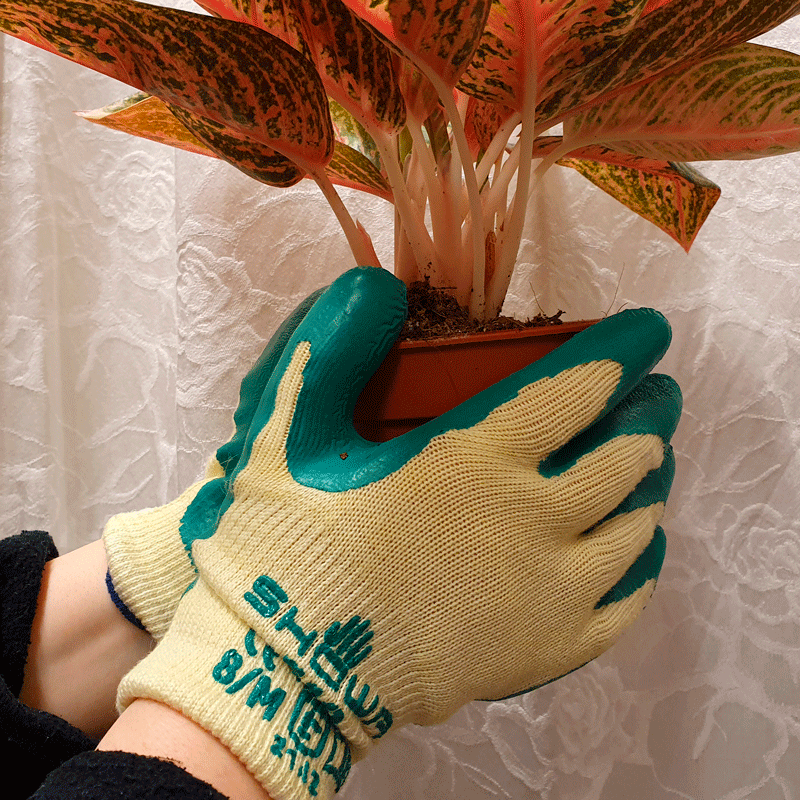 7165_7166_7167_showa_w