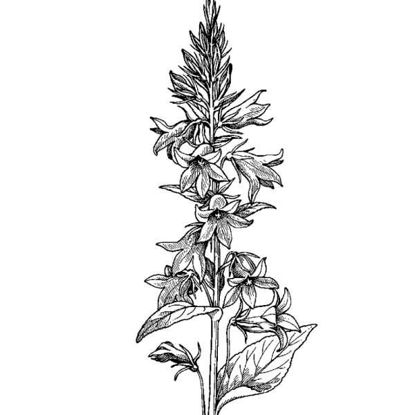 3397_ukonkello_sinikukkainen_w