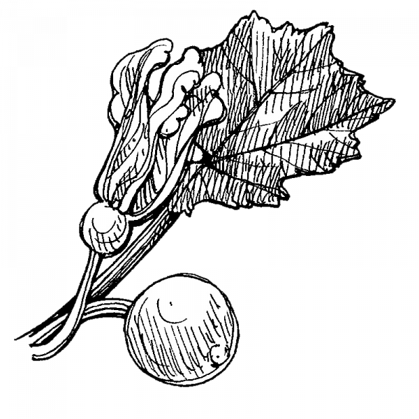 1738_kesakurpitsa_oneball